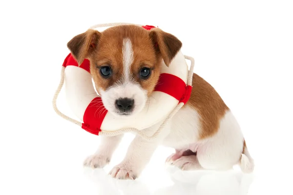 Jack Russel cachorro como cão de resgate — Fotografia de Stock
