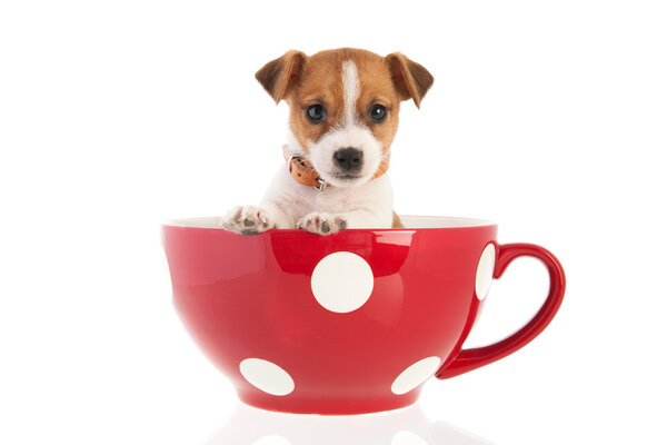 Six weeks old Jack Russel in big coffee cup
