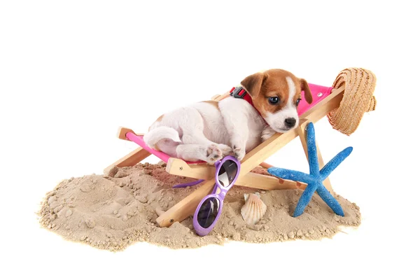 Пляжный щенок — стоковое фото