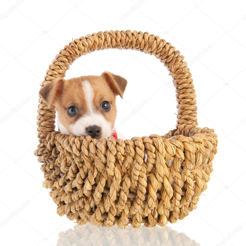 Jack russel puppy in basket