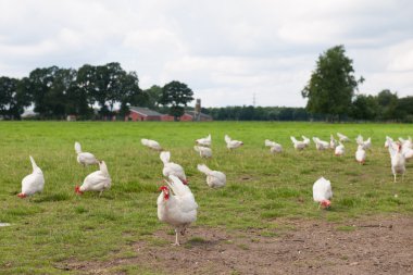 Biological chicken clipart