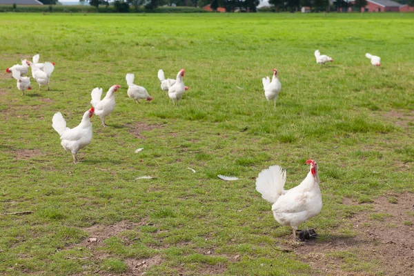 Biologisches Huhn — Stockfoto