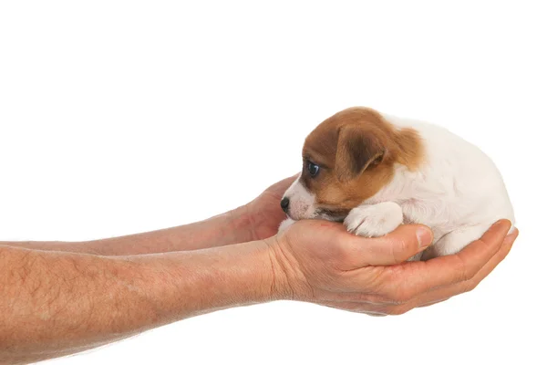 Holding cute puppy in hands — Stock Photo, Image