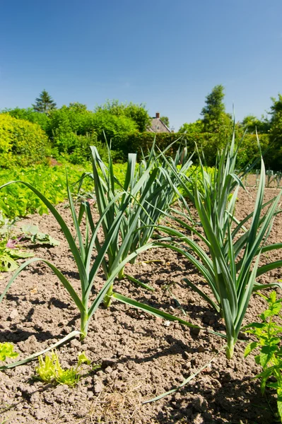 Huerto vegetal — Foto de Stock