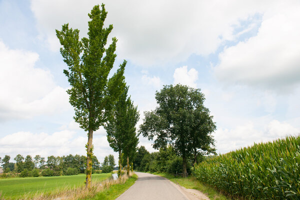 Природный пейзаж с канавами и деревьями
