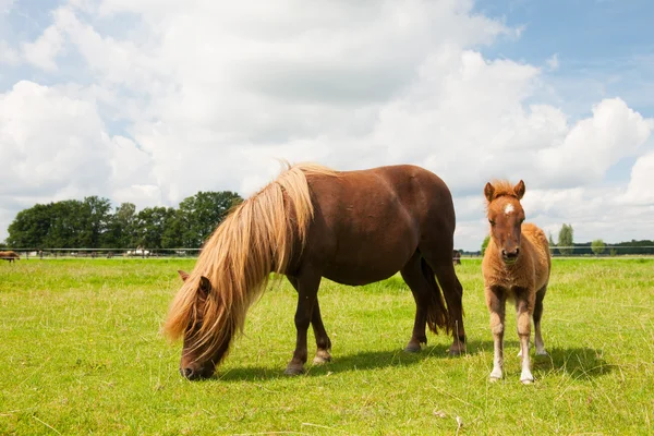 Poney et jeune poulain dans les prairies — Photo