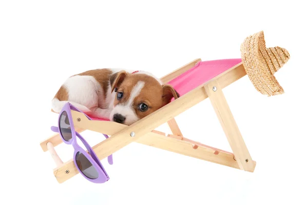 Beach puppy — Stock Photo, Image