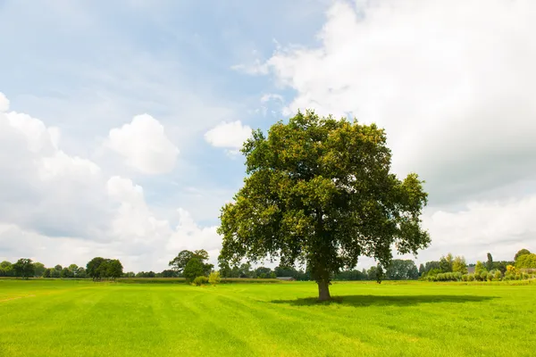 Albero singolo in prati verdi — Foto Stock