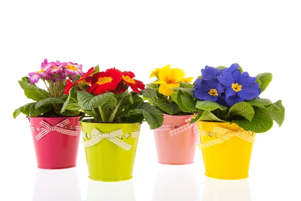 Kleurrijke Primula — Stockfoto