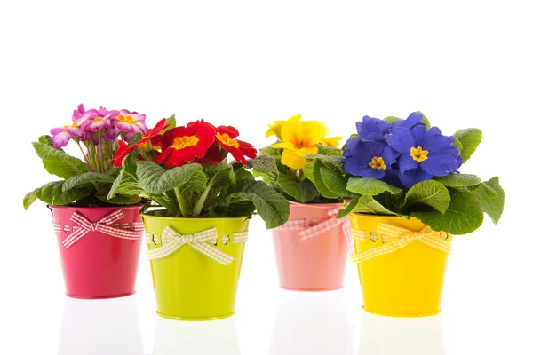 Colorful Primroses — Stock Photo, Image