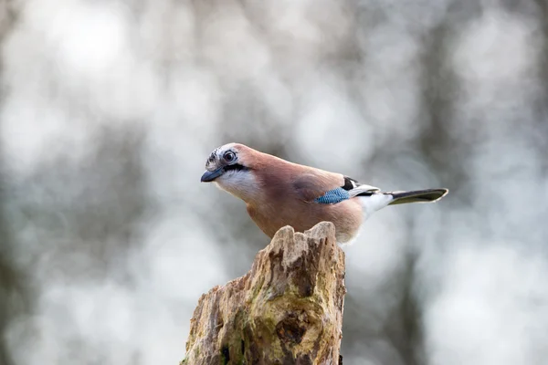 Eurasian jay in nature — Stock Photo, Image