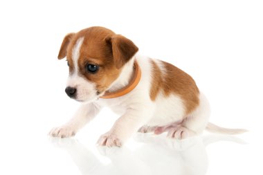 altı haftalık jack russel