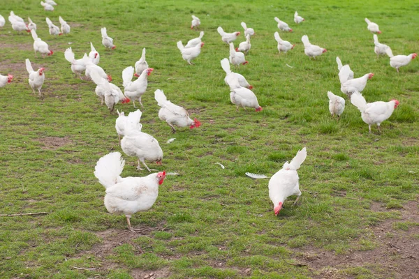 Biological chicken — Stock Photo, Image