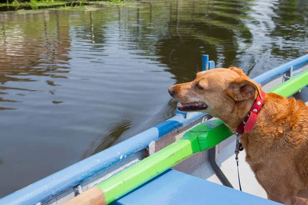 Dog in rowing boat — Stock Photo, Image