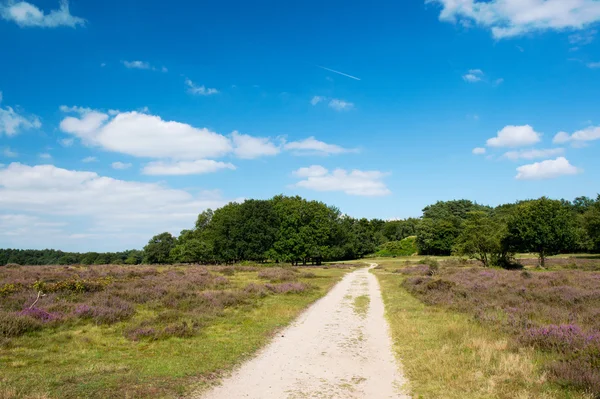 Heideblüten in der Landschaft — Stockfoto