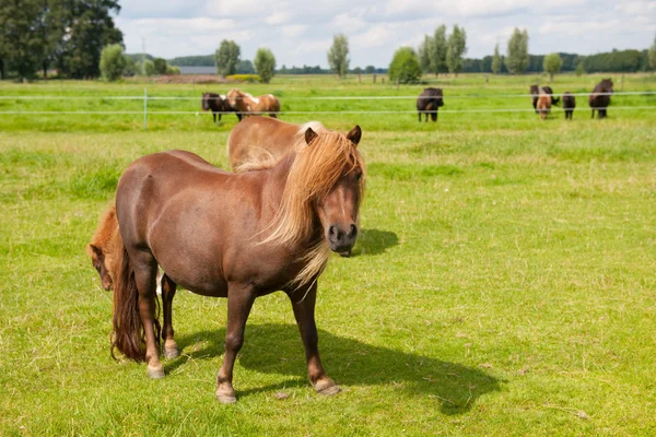 Poney dans les prés — Photo