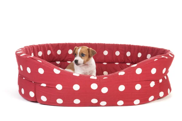 Rode gespot huisdier bed met kleine puppy — Stockfoto