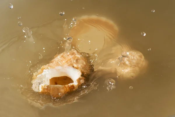 Muscheln im Meer — Stockfoto