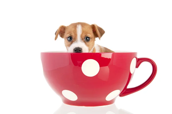 Jack Russel Welpe in roter Tasse — Stockfoto