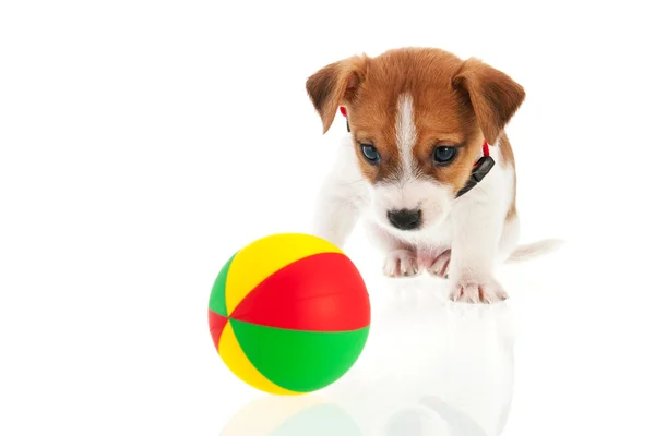 Six weeks old Jack Russel with ball — Stock Photo, Image