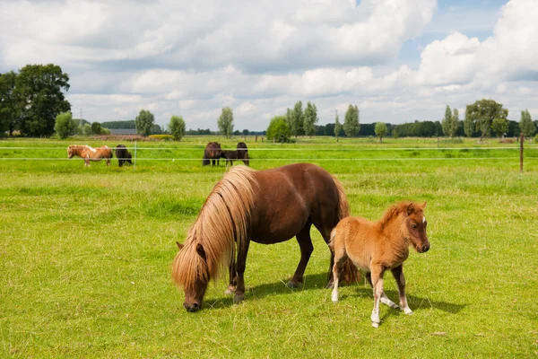 Pony nei prati — Foto Stock