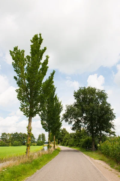 Přírodní krajina s příkop a stromy — Stock fotografie