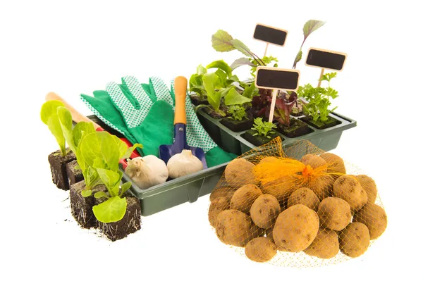 Warzywa dla ogrodnictwa — Zdjęcie stockowe