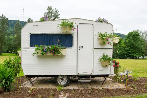 Kwiaty na camping — Zdjęcie stockowe