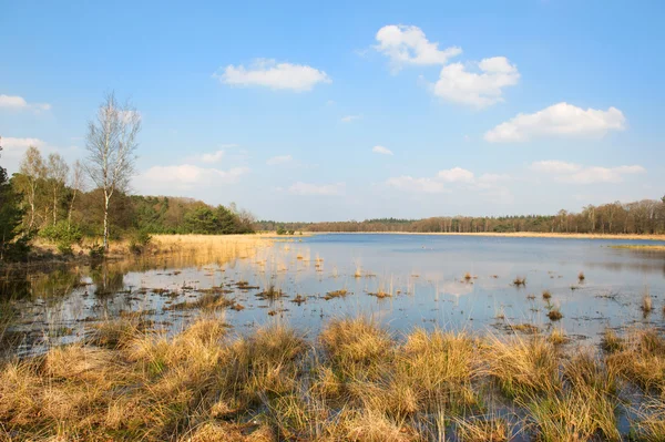 Landscape with lake — Stock Photo, Image