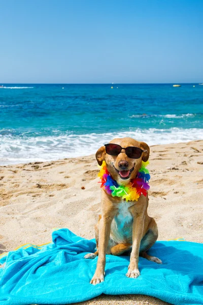 해변에서 편안한 개 — 스톡 사진