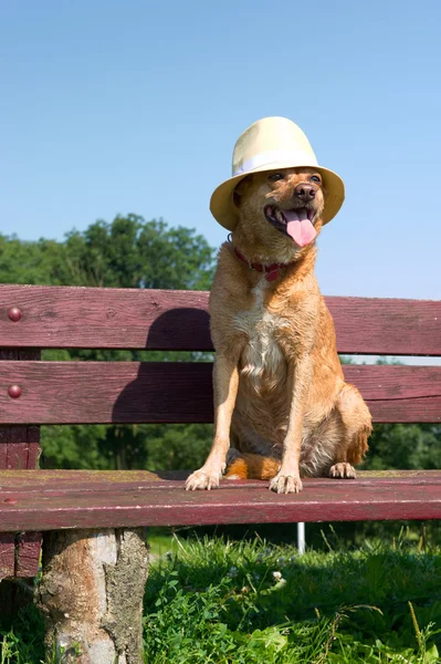 Hund med hatt — Stockfoto