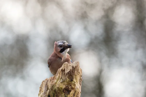 Jay euroasiático en la naturaleza — Foto de Stock