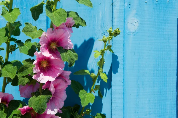 Pink common Hollyhock — Stock Photo, Image