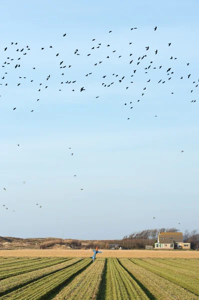 Fågelskrämma i jordbruk fält — Stockfoto