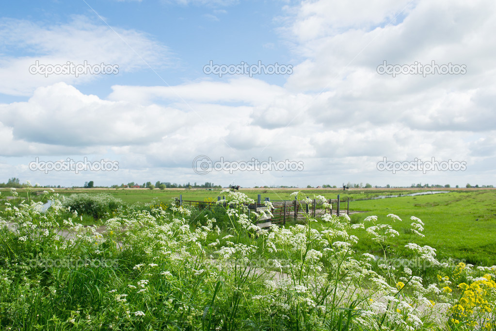 Dutch meadows