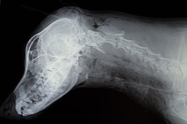 Köpekten x-ışını