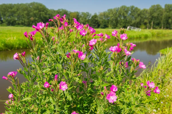 분홍색 털이 willowherb — 스톡 사진