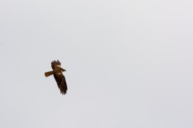 Marsh harrier
