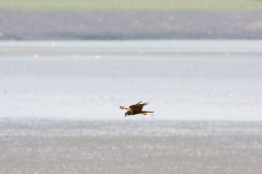 Marsh harrier