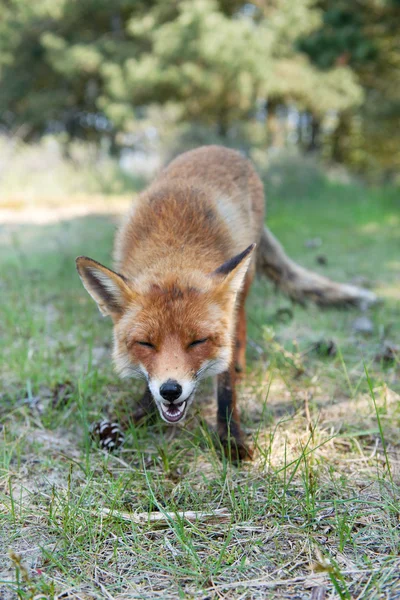 Rotfuchs — Stockfoto