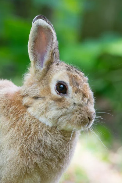 European wild rabbit — Stock Photo, Image