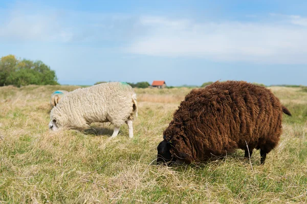 Sheep at Texel island — Stock Photo, Image