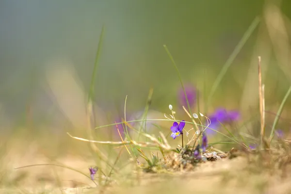 Pansy duna roxa — Fotografia de Stock