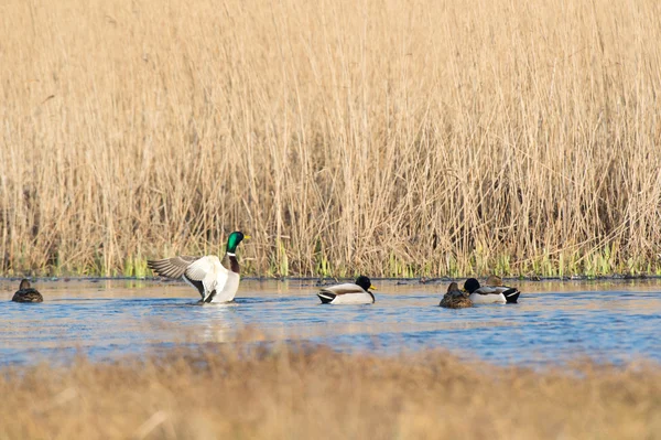 绿头鸭在自然湖中游泳 — 图库照片