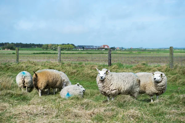 Schapen op texel island — Stockfoto