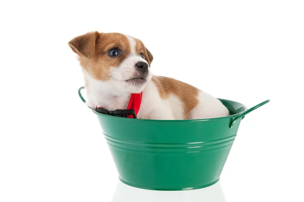 Six weeks old Jack Russel in green bucket — Stock Photo, Image