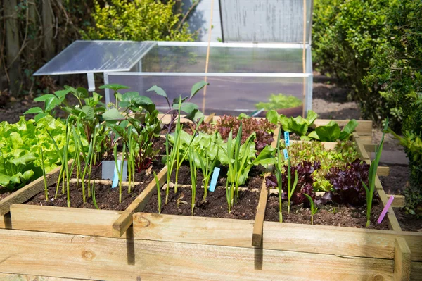 Gemüsegarten — Stockfoto