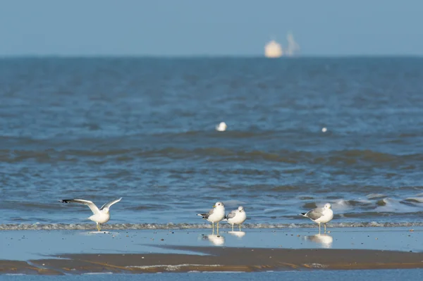 Gaviota con respaldo negro menor — Foto de Stock