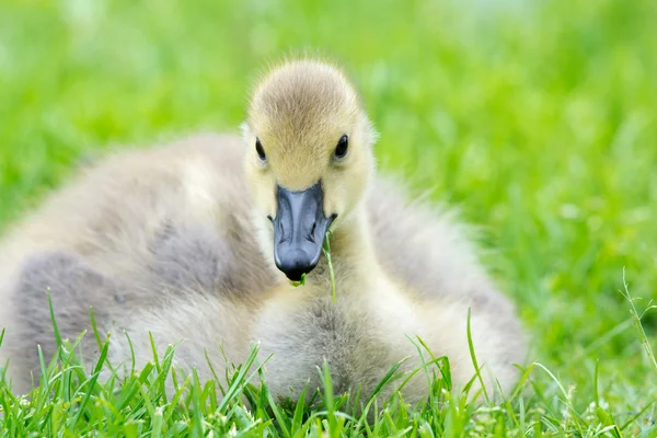 Young Canada goose — Stock Photo, Image