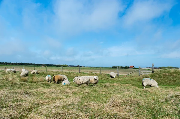 Oaie pe insula Texel — Fotografie, imagine de stoc